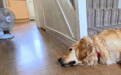 How to keep your dog cool in summer