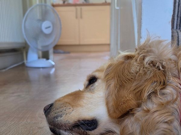 Golden retriever lying on a cool floor during hot summer weather at home