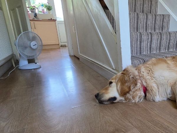 Dog too hot in uk home